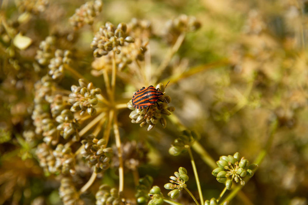 Graphosoma lineatum bug on plant parsley in grana  - Photo, Image