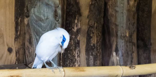 white bali myna starling sitting on a bamboo branch, a tropical and critically endangered bird from indonesia - Photo, Image
