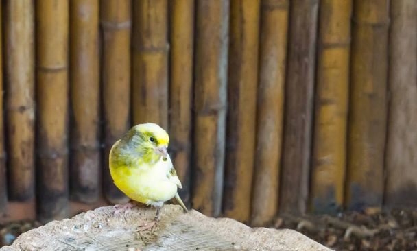 Black and yellow colored domestic canary sitting on a rock in closeup, a popular pet in aviculture - Photo, Image
