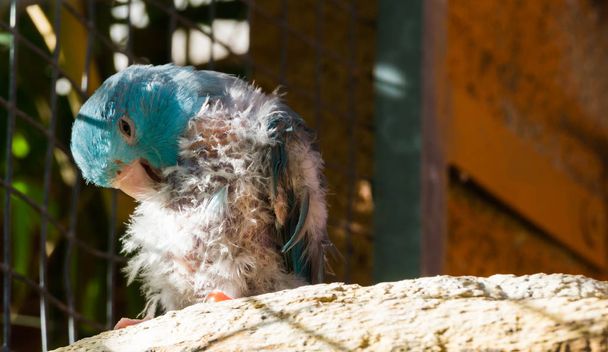 zieke blauwe kleine papegaai, krabben van de jeuk en plukken zijn veren, waarschijnlijk vogel luizen of mijten - Foto, afbeelding