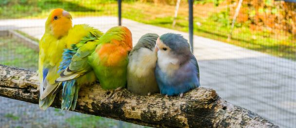 любящая семья маленьких попугаев, сидящих рядом и обнимающихся на ветке - Фото, изображение