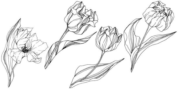 Vektori Tulip Mustavalkoinen kaiverrettu muste taidetta. Kukka kasvitieteellinen kukka. Villi kevään lehti luonnonvarainen kukka eristetty. Erillinen tulppaanin kuvituselementti
. - Vektori, kuva