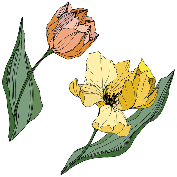 Vector Tulip engraved ink art. Floral botanical flower. Spring leaf wildflower. Isolated tulip illustration element. - Vettoriali, immagini