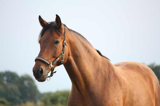 Beautiful bay horse portrait in summer - Photo, Image