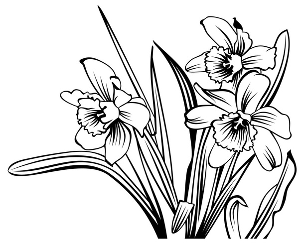 Narcissus outline - Vector, Image