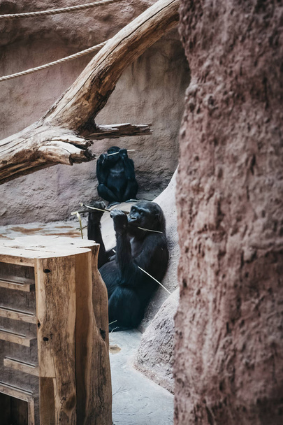 Praga, República Checa - 27 de agosto de 2018: Gorilas dentro de un recinto en el Zoológico de Praga, República Checa, el quinto mejor zoológico del mundo
. - Foto, Imagen