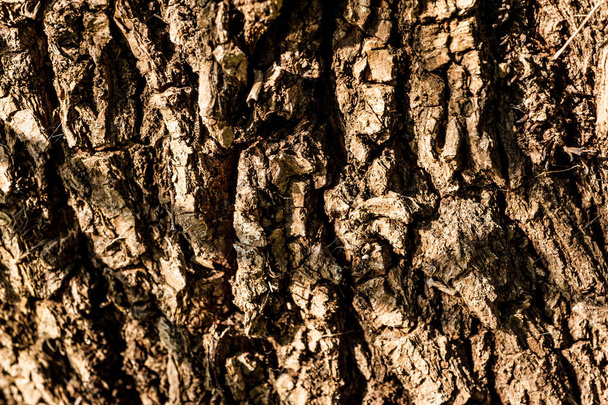 Brown bark, texture, photo in summer day - 写真・画像