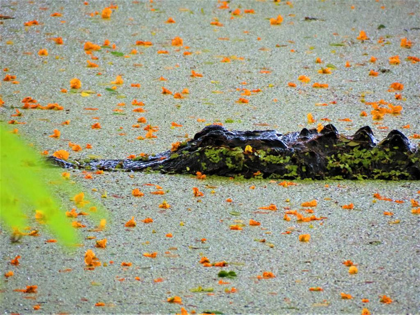 Alligator d'Amérique (alligator mississippiensis)). - Photo, image
