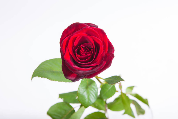 Red rose flower rosette with leaves isolated on white. Top view. - Photo, Image