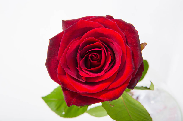 Červené růže květ růžici s listy izolované na bílém. Pohled shora. - Fotografie, Obrázek