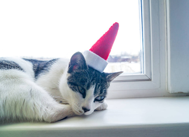 The cat lies on the windowsill and sleeps. Outside the winter. Kitty white with spots and stripes. New Year's cap Santa Claus - Fotografie, Obrázek