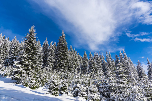 snowcapped fir trees on hill with blue sky - Foto, afbeelding