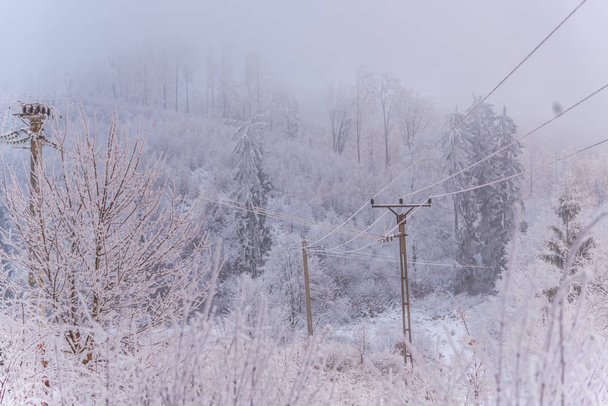 full snow covered trees in misty forest - Zdjęcie, obraz