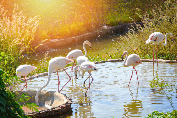 Flamingo-Vogelfarm / Gruppe von rosa großen Flamingo-Vögeln auf Teich - Schar von Vögeln Flamingo zu Fuß im Käfig Zoo im Naturschutzgebiet  - Foto, Bild