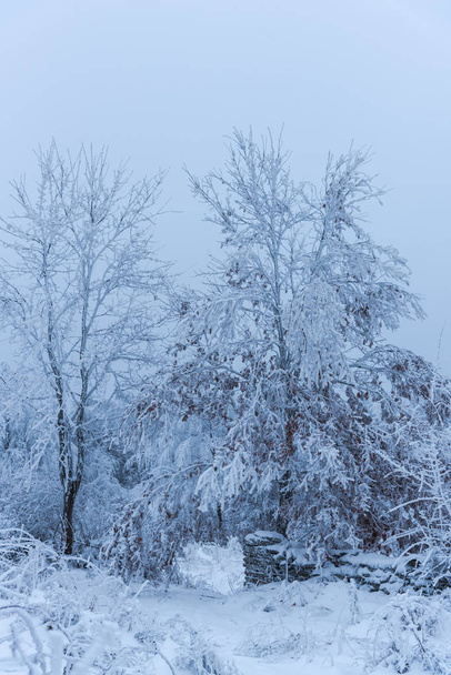 full snow covered trees in misty forest - Foto, Imagem