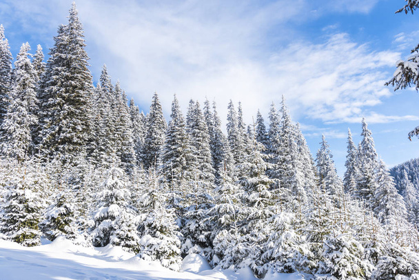 Karla kaplı ağaçlar ve dalları kış orman - Fotoğraf, Görsel