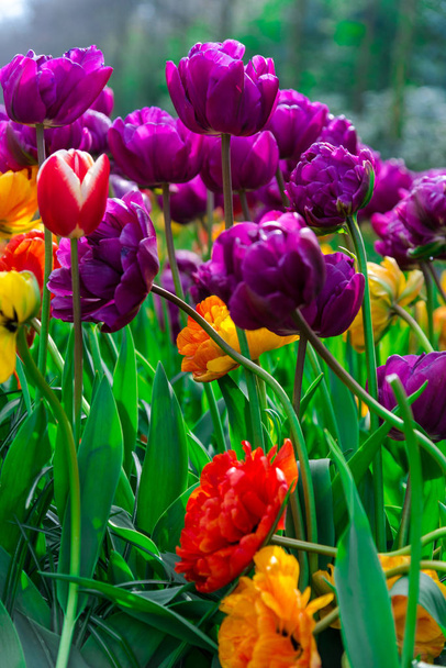 Close up of amazing colorful blooming flowers  - Foto, Imagem
