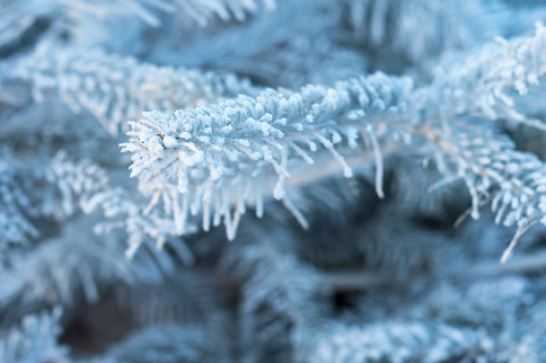 closeup of white branch of snowy christmas tree in the street - Foto, Imagen