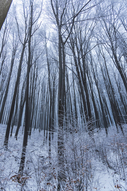 Snow-covered bare trees and branches in wintry forest - Foto, Imagem