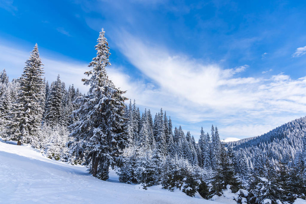 Árboles y ramas cubiertos de nieve en el bosque invernal
 - Foto, Imagen