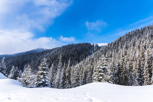 snowcapped fir trees on hill with blue sky - Zdjęcie, obraz