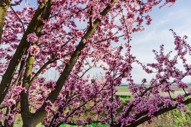 花と桜の木の枝をクローズ アップ - 写真・画像