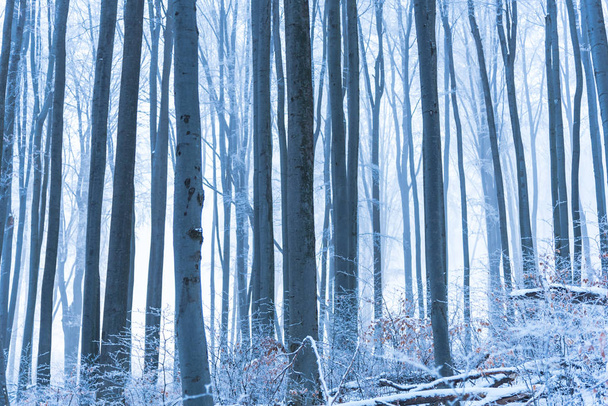 Snow-covered trees and branches in wintry forest - Foto, imagen