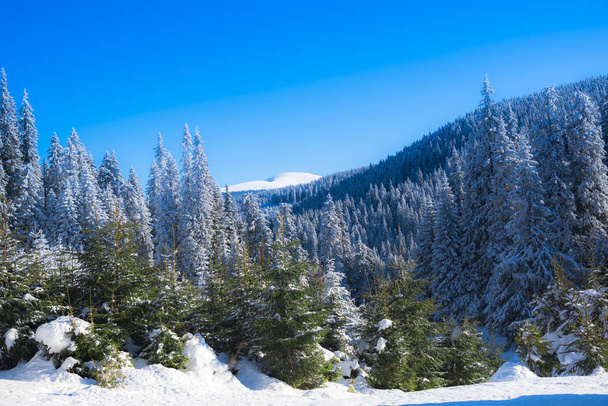 Snow-covered trees and branches in wintry forest - Φωτογραφία, εικόνα