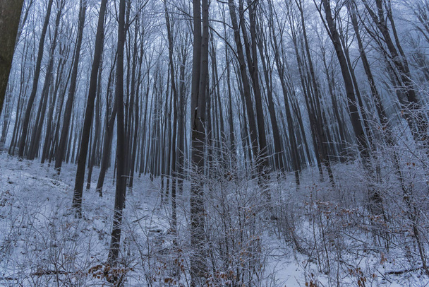 Snow-covered bare trees and branches in wintry forest - Foto, imagen