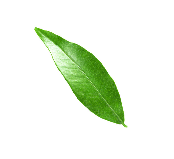 Fresh green tangerine leaf on white background - Zdjęcie, obraz