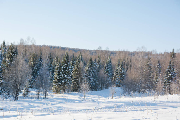 Taiga wood in the winter. Winter taiga. The Siberian wood in the winter in Russia. - Photo, image