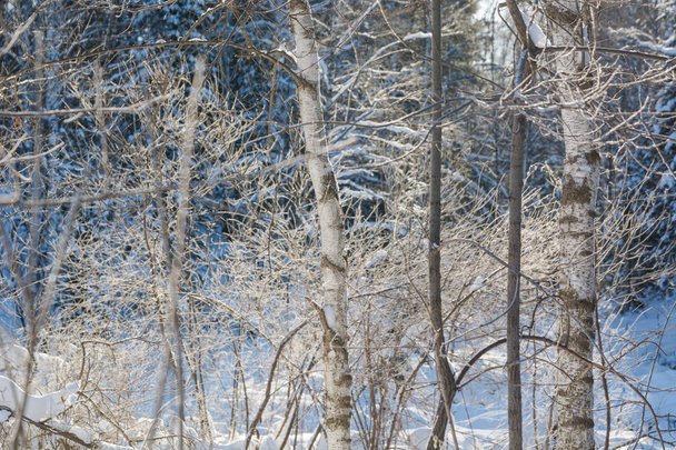 Taiga wood in the winter. Winter taiga. The Siberian wood in the winter in Russia. - Photo, Image