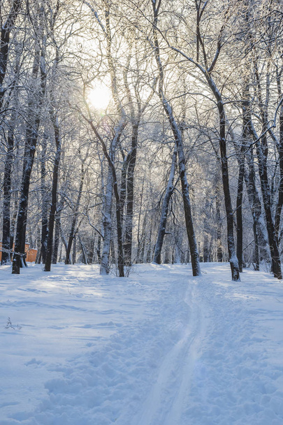 Hiihtorata puiden keskellä talvella
 - Valokuva, kuva