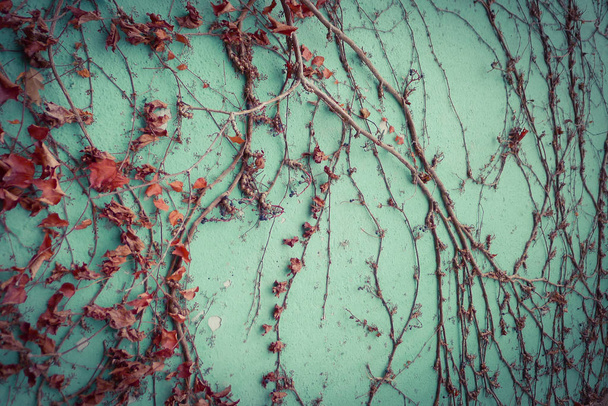 Hátborzongató növény száraz levelek a zöld falon. - Fotó, kép