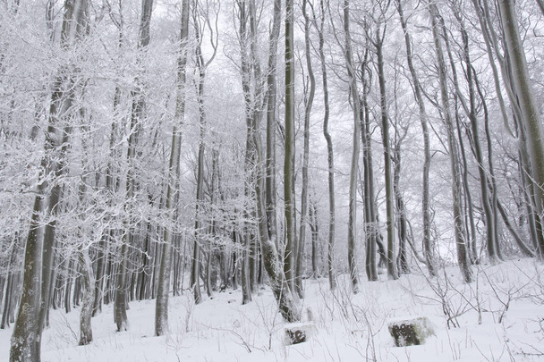 Pnie drzewa i gałęzie pokryte śniegiem na zimno, zimowy dzień w Niemczech, w Bawarii. - Zdjęcie, obraz