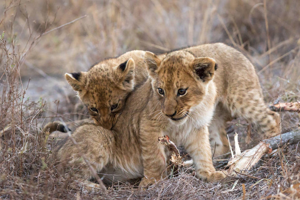 Close up of tiny cubs palying with each other. - Photo, Image