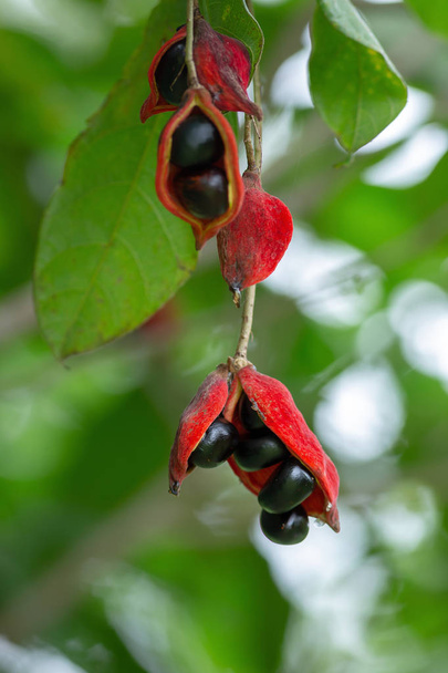 Sterculia monosperma, Thai chestnut, Red Chestnut on tree. - Foto, Imagen