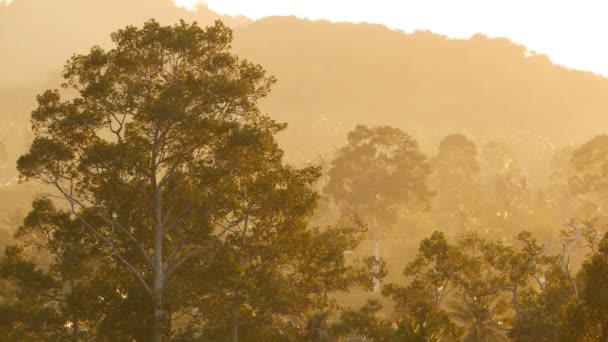 Джунгли экзотического леса утром вечернего тумана возле горы под солнечным светом. Роща с зелеными деревьями, покрытыми туманом на фоне высокого холма
. - Кадры, видео