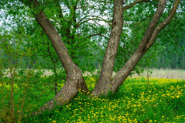 ανθισμένα αγριολούλουδα στην καλοκαιρινή φύση και κορμούς δέντρων - Φωτογραφία, εικόνα