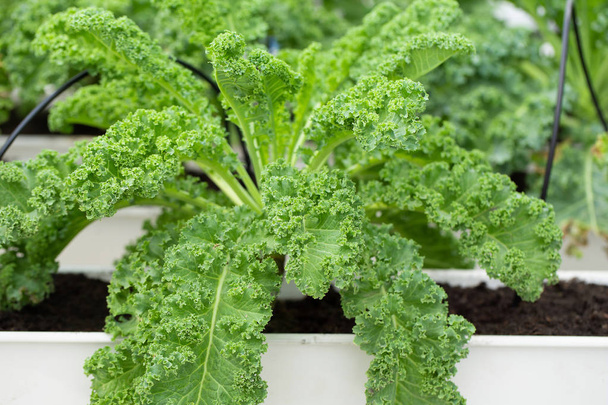 Folhas verdes frescas de Kale. Planta de folhas vegetais verdes. - Foto, Imagem