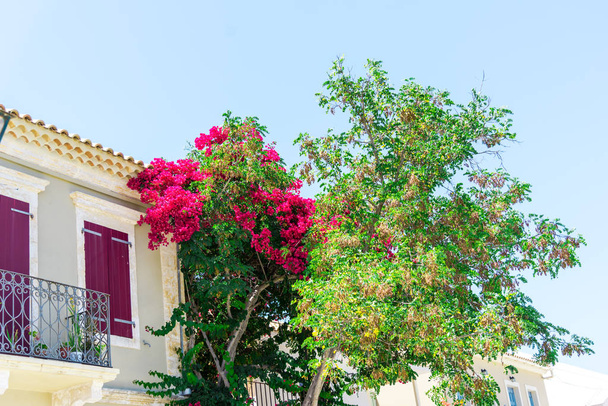 árvore florescendo rosa pela casa na luz solar brilhante
 - Foto, Imagem