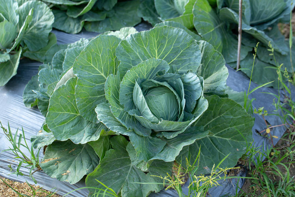Fresh cabbage from farm field, cabbage in the garden. - Фото, изображение