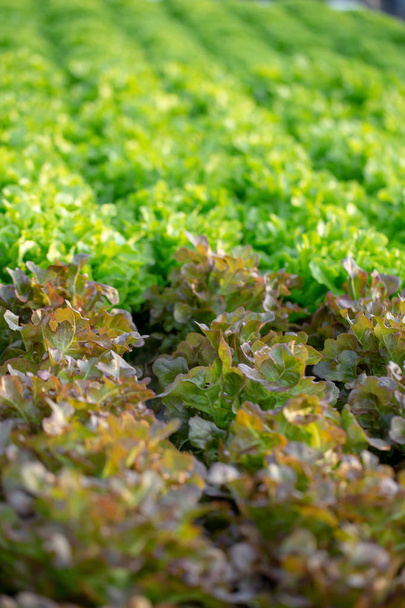 frische grüne Eichensalatblätter, Salate Gemüsehydroponik Bauernhof. - Foto, Bild