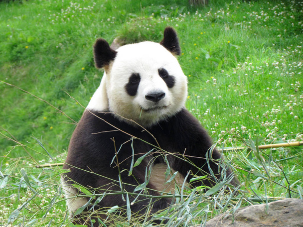 Панда дивиться камеру під час своїх бамбук харчування      - Фото, зображення