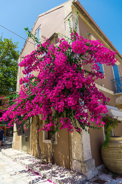 pink blooming tree by house in bright sunlight - Fotoğraf, Görsel