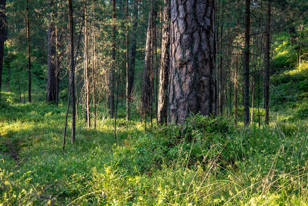 tree trunks and green foliage in summer forest - Фото, зображення