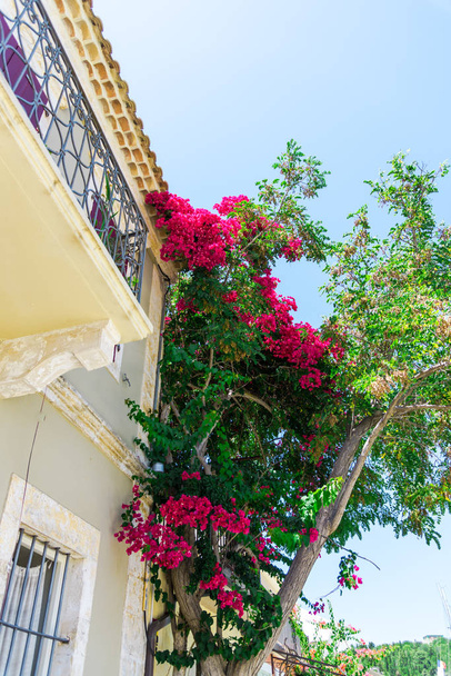 arbre fleuri rose par maison en plein soleil
 - Photo, image