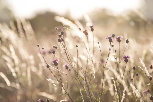 Thistle growing on the meadow in beautiful sunset light - Foto, afbeelding