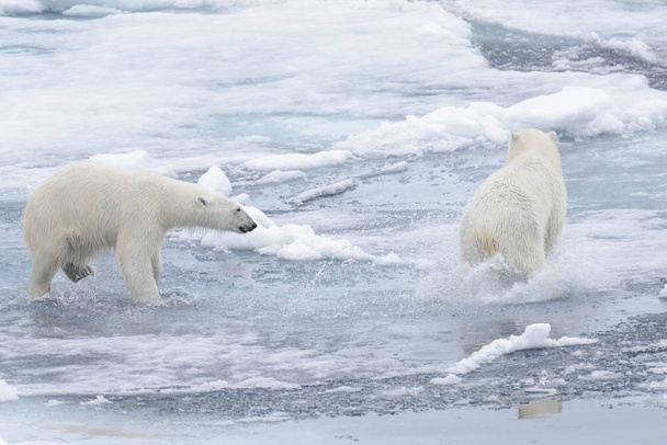 Deux jeunes ours polaires sauvages jouent sur la banquise en mer Arctique, au nord du Svalbard
 - Photo, image