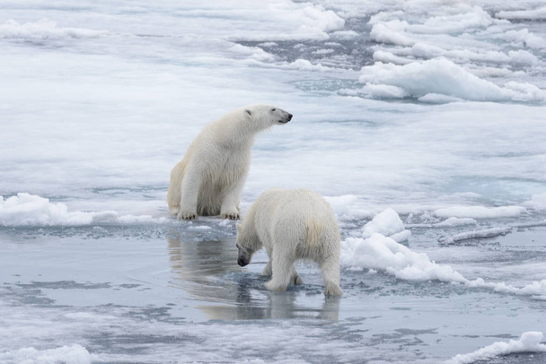Два молодых белых медведя играют на паковом льду в Арктическом море, к северу от Шпицбергена
 - Фото, изображение